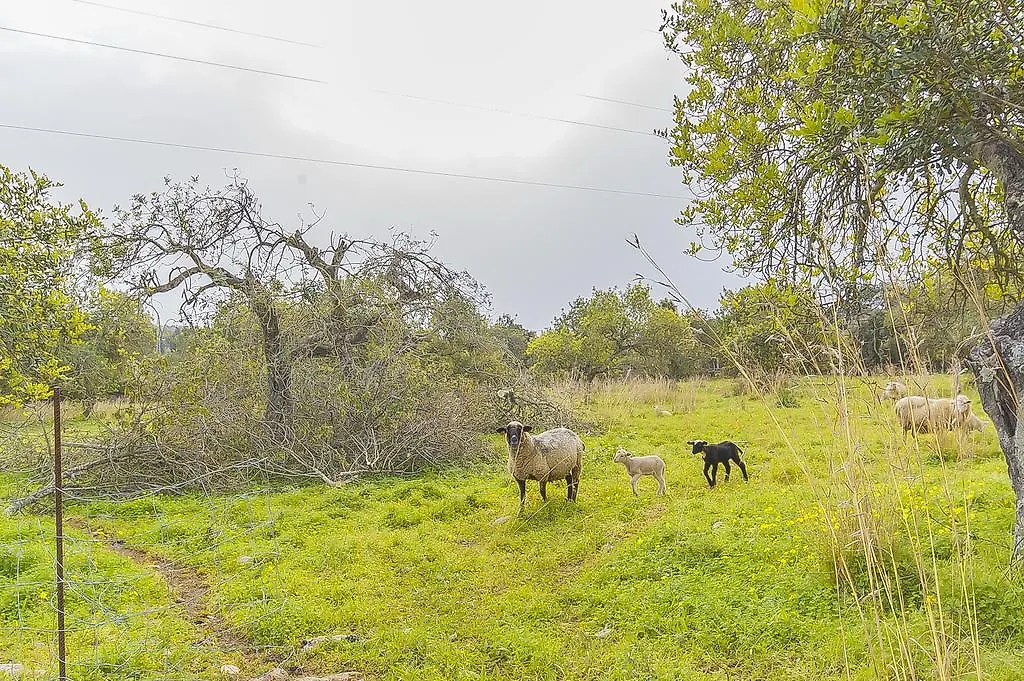 Finca Puig Santa Magdalena Inca (Mallorca)